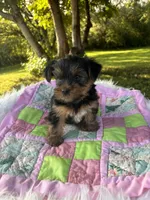 Clara, a female Yorkshire Terrier for sale in Shenandoah, IA – 6 of 8