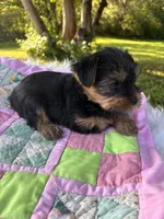 Clara, a female Yorkshire Terrier for sale in Shenandoah, IA – 3 of 8