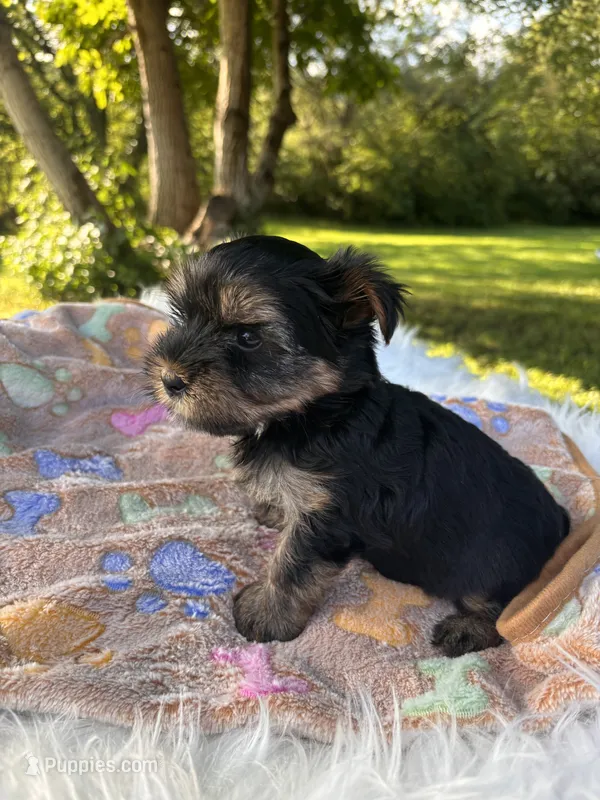 Alex – Yorkshire Terrier puppy for sale in Shenandoah, IA