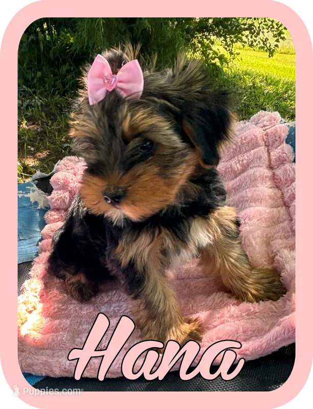 Hana – Yorkshire Terrier puppy for sale in Shenandoah, IA