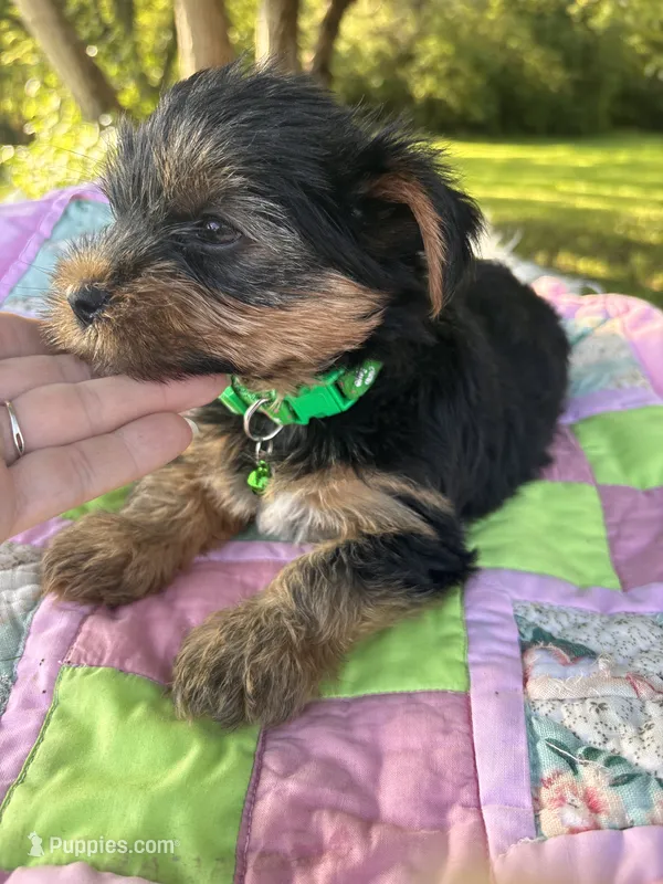 Clara – Yorkshire Terrier puppy for sale in Shenandoah, IA