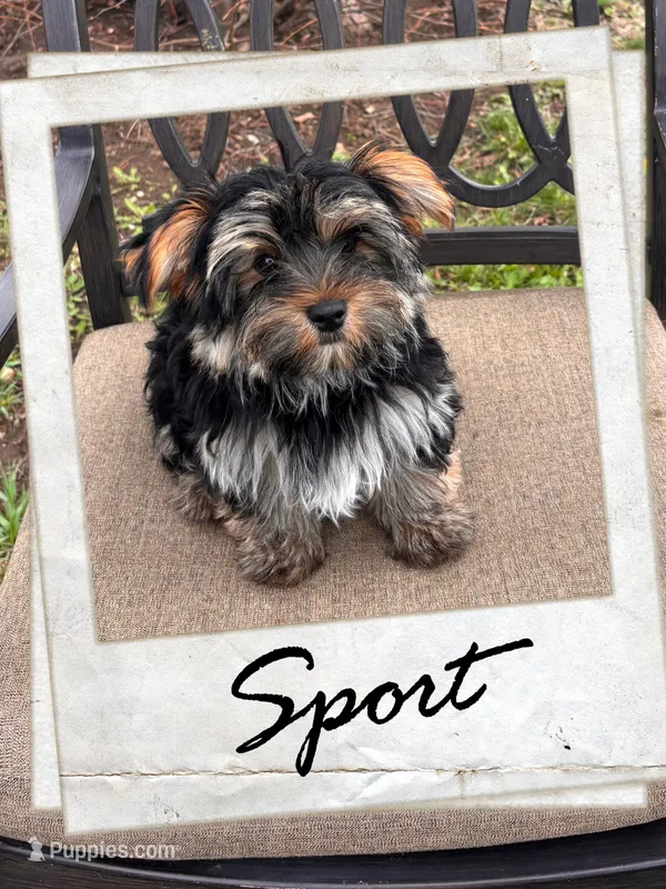 Sport – Yorkshire Terrier puppy for sale in Shenandoah, IA