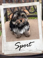 Sport, a male Yorkshire Terrier for sale in Shenandoah, IA – 1 of 1