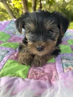 Clara, a female Yorkshire Terrier for sale in Shenandoah, IA – 8 of 8