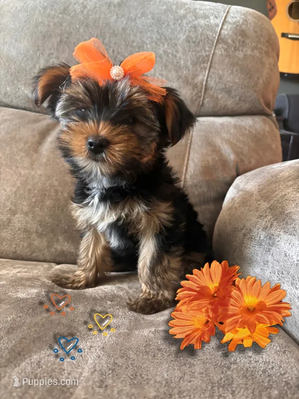 Raina – Yorkshire Terrier puppy for sale in Shenandoah, IA