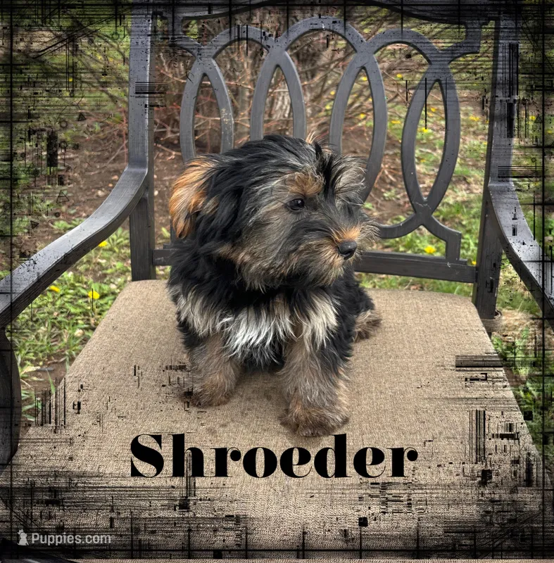 Shroeder – Yorkshire Terrier puppy for sale in Shenandoah, IA
