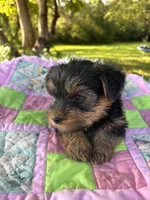 Clara, a female Yorkshire Terrier for sale in Shenandoah, IA – 4 of 8