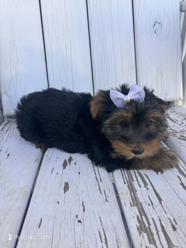 Daisy – Yorkshire Terrier puppy for sale in Shenandoah, IA
