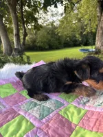Rita, a female Yorkshire Terrier for sale in Shenandoah, IA – 7 of 8