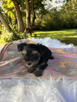 Alex, a male Yorkshire Terrier for sale in Shenandoah, IA – 2 of 8