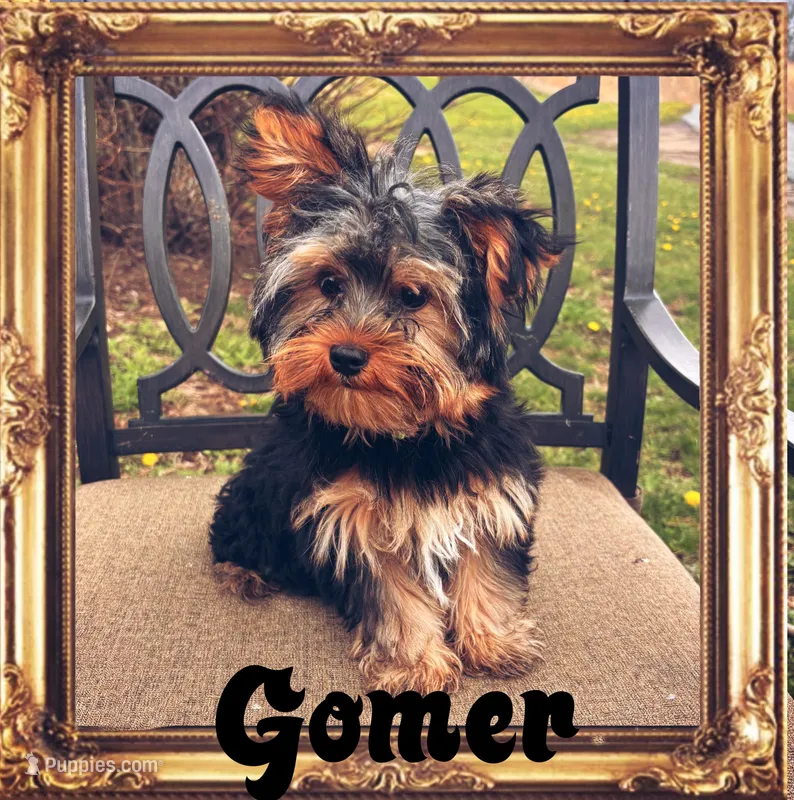 Gomer – Yorkshire Terrier puppy for sale in Shenandoah, IA