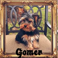 Gomer, a male Yorkshire Terrier for sale in Shenandoah, IA – 1 of 1