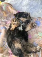 Havier, a male Yorkshire Terrier for sale in Shenandoah, IA – 8 of 8