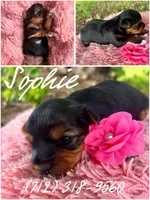 Sophie, a female Yorkshire Terrier for sale in Shenandoah, IA – 1 of 1