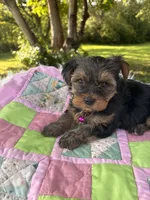 Tess, a female Yorkshire Terrier for sale in Shenandoah, IA – 3 of 8