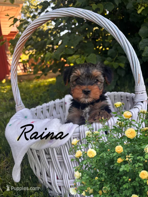 Reina – Yorkshire Terrier puppy for sale in Shenandoah, IA