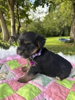 Stella, a female Yorkshire Terrier for sale in Shenandoah, IA – 8 of 8