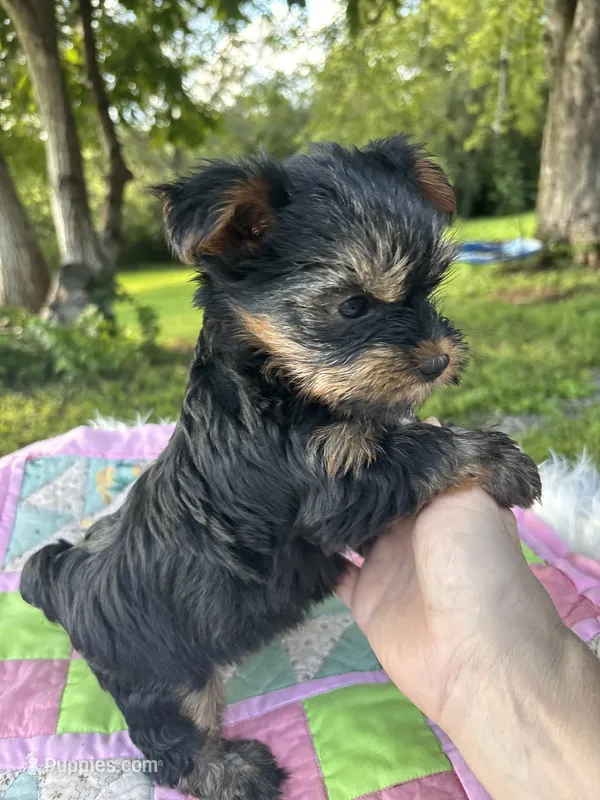 Britney – Yorkshire Terrier puppy for sale in Shenandoah, IA