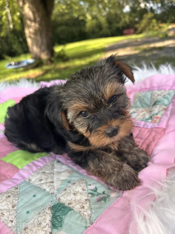 Tess – Yorkshire Terrier puppy for sale in Shenandoah, IA