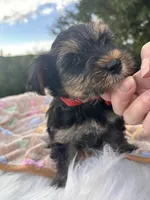 Bentley, a male Yorkshire Terrier for sale in Shenandoah, IA – 2 of 8