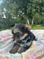 Xavier, a male Yorkshire Terrier for sale in Shenandoah, IA – 3 of 8