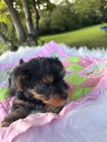 Rita, a female Yorkshire Terrier for sale in Shenandoah, IA – 2 of 8