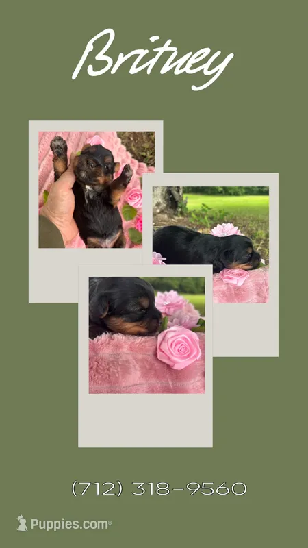 Britney – Yorkshire Terrier puppy for sale in Shenandoah, IA