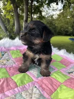Stella, a female Yorkshire Terrier for sale in Shenandoah, IA – 7 of 8