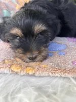 Havier, a male Yorkshire Terrier for sale in Shenandoah, IA – 7 of 8