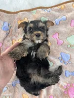 Bentley, a male Yorkshire Terrier for sale in Shenandoah, IA – 7 of 8