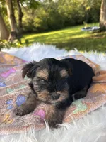 Alex, a male Yorkshire Terrier for sale in Shenandoah, IA – 4 of 8