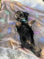 Alex, a male Yorkshire Terrier for sale in Shenandoah, IA – 8 of 8
