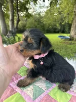 Rita, a female Yorkshire Terrier for sale in Shenandoah, IA – 8 of 8