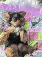Clara, a female Yorkshire Terrier for sale in Shenandoah, IA – 7 of 8
