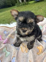 Xavier, a male Yorkshire Terrier for sale in Shenandoah, IA – 4 of 8