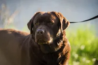 processed/6709ac79-e01e-4b1c-a782-7fb0f2a5444f/listing/0fbf2121-216a-43fd-acf3-69376103c961/fb3186e2-ef18-4054-affe-477049a35a25