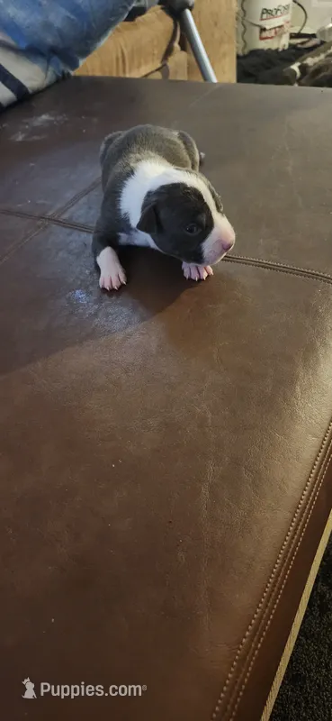 Boy3 – American Pit Bull Terrier puppy for sale in Richmond, VA