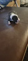 Boy3, a male American Pit Bull Terrier for sale in Richmond, VA – 1 of 3