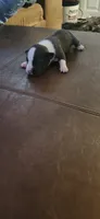 Girl1, a female American Pit Bull Terrier for sale in Richmond, VA – 2 of 3