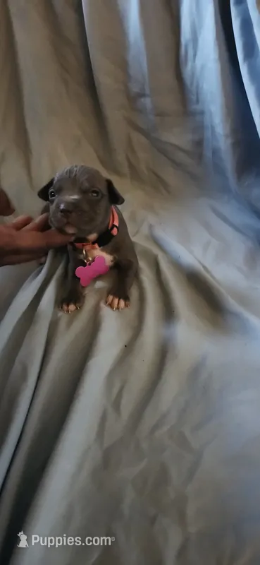 Pink  – American Pit Bull Terrier puppy for sale in Richmond, VA