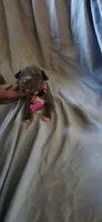 Pink , a female American Pit Bull Terrier for sale in Richmond, VA – 1 of 4