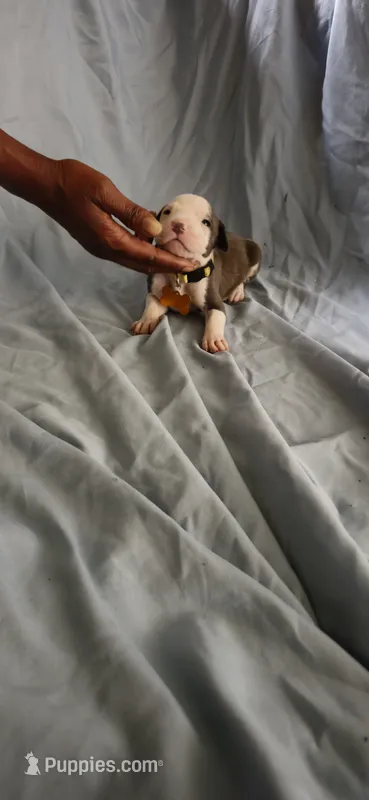 yellow  – American Pit Bull Terrier puppy for sale in Richmond, VA