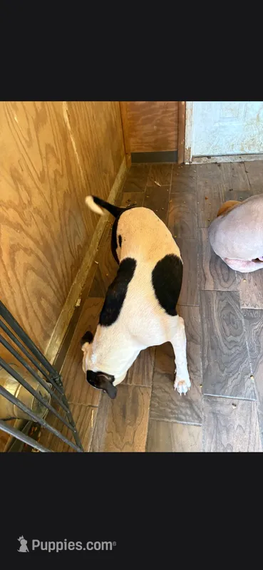 Girl  – American Pit Bull Terrier puppy for sale in Richmond, VA