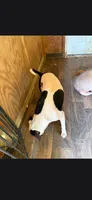 Girl , a female American Pit Bull Terrier for sale in Richmond, VA – 1 of 3