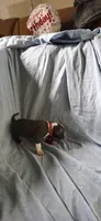 Red, a male American Pit Bull Terrier for sale in Richmond, VA – 4 of 6