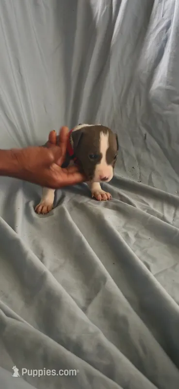Red – American Pit Bull Terrier puppy for sale in Richmond, VA
