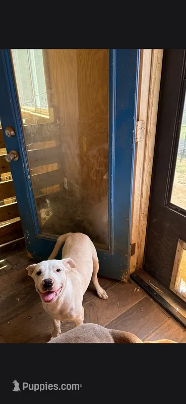 Girl  – American Pit Bull Terrier puppy for sale in Richmond, VA