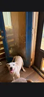 Girl , a female American Pit Bull Terrier for sale in Richmond, VA – 1 of 3