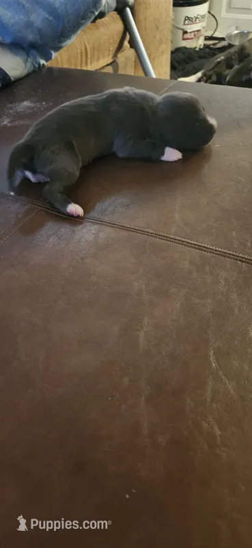Boy2 – American Pit Bull Terrier puppy for sale in Richmond, VA