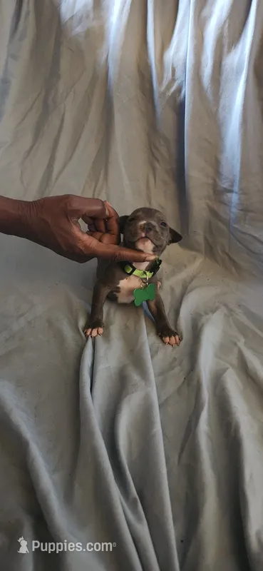 Little green  – American Pit Bull Terrier puppy for sale in Richmond, VA